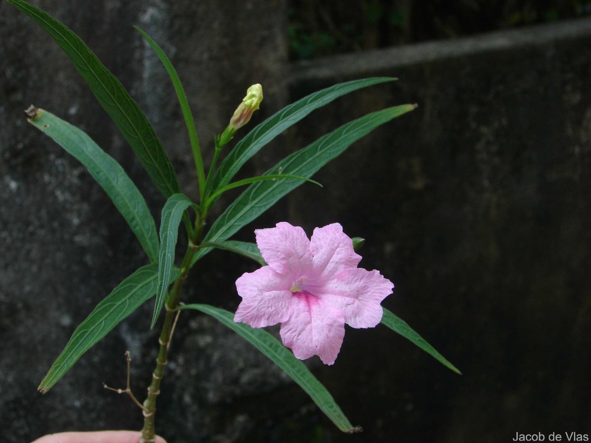 Ruellia simplex C.Wright